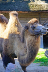 View of a Bactrian camel with two humps at the Copenhagen Zoo