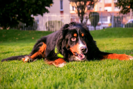 Bernese mountain dog lying down  on the grass