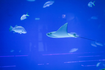 large saltwater aquarium with stingrays and different fish. wildlife under water