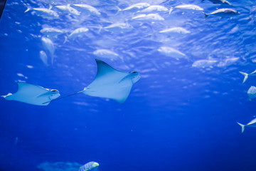 large saltwater aquarium with stingrays and different fish. wildlife under water