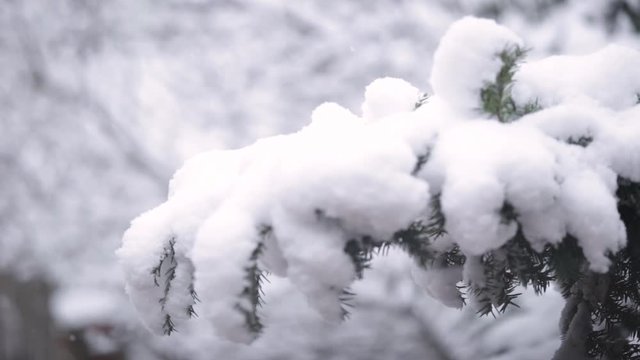 Snowing in 2018 december Location: Hungary, Budapest Recorded with a Canon 6D (2.8 70-200mm)