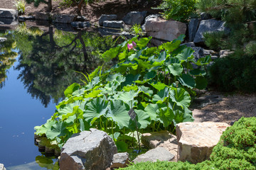 Water Plants and Reflections
