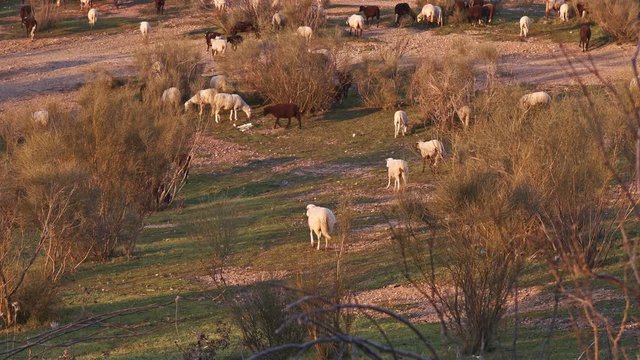 The straggler of the flock. A beautiful sheep runs toward the rest of the herd, in hilly landscape full of retamas and other mediterranean scrubs at sunset. Prores Ultra HD. 