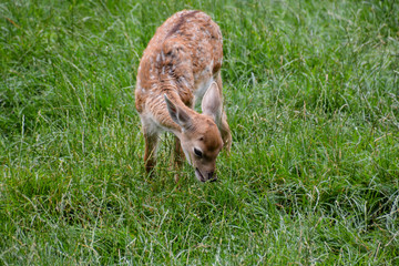 Cute spotted fallow
