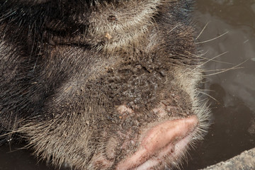 close up of pig face