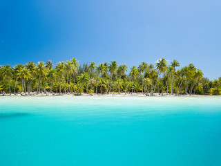 Coconut palm trees with blue sky. Travel tourism at Bora Bora island, Tahiti, French Polynesia, South Pacific Ocean.