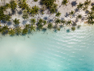 Coconut palm trees with blue sky. Travel tourism at Bora Bora island, Tahiti, French Polynesia,...