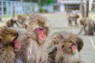 Fototapeta premium 高崎山 猿