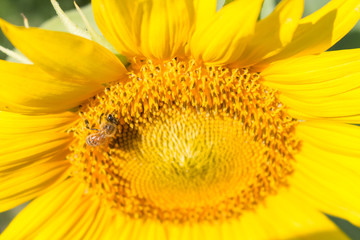 selective focus bee on sunflower