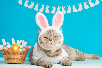 Cute cat, Easter composition. Cat as a rabbit, background for Easter