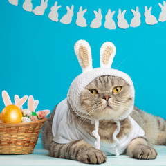 Easter cat with bunny ears with Easter eggs. Cute kitten