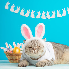 Easter cat with bunny ears with Easter eggs. Cute kitten