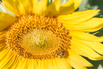 sunflower closeup with bee closeup