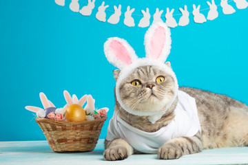 Cute cat, Easter composition. Cat as a rabbit, background for Easter