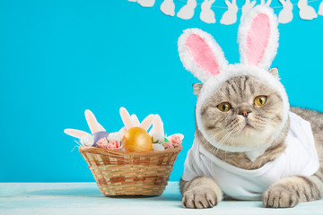 Cute cat, Easter composition. Cat as a rabbit, background for Easter, banner, a place to place text