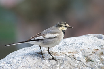 岩に止まるセキレイ