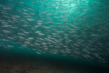 Fototapeta na wymiar Millions of market Squid swimming in the Pacific Ocean