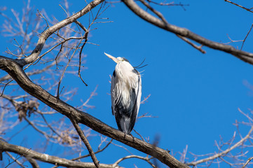 気にとまるアオサギ