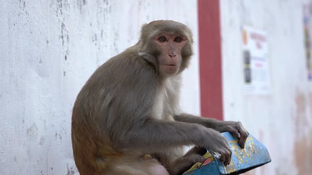 The wild hungry monkey finds a banana skin in the trash can and eats it. Rishikesh city, India. Close up