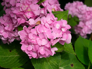 Close up Hydrangea flower