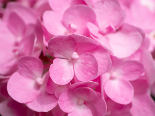 Obraz premium Close up Hydrangea flower