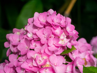 Close up Hydrangea flower