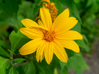 Yellow Mexican sunflower