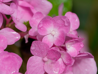 Fototapeta na wymiar Close up Hydrangea flower