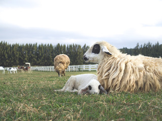 A cute young lamb laying by mother sheep in a field of grazing grass