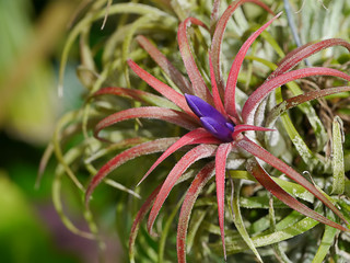Close up tillandsia air plant.
