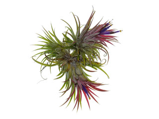 Tillandsia air plant with flower