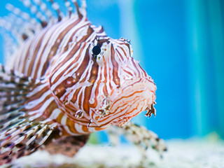 Fototapeta na wymiar Close up lionfish or devil firefish swimming on a blue background