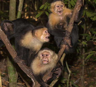 The group of white-headed capuchins (Cebus imitator) in the tropical forest, Costa Rica