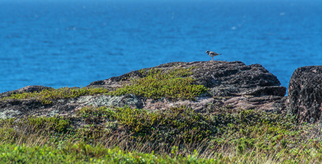 Little sea bird on the rock