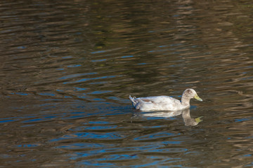 duck in water