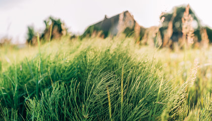 Fototapeta premium Close Up Summer Green Grass In Sunlight