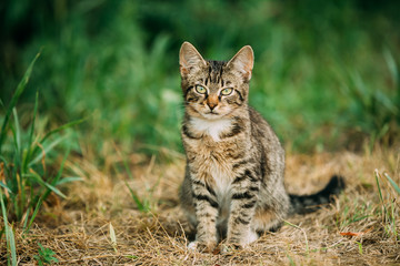 Naklejka na ściany i meble Cute Gray Cat Kitten At Grass Outdoor.