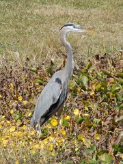 great blue heron