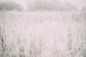Snow-covered Grass In Winter Frosty Meadow. Minimalism In Winter