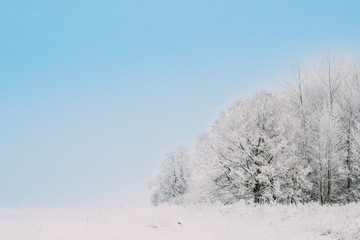 Fototapeta na wymiar Snow-covered Field In Winter Frosty Day. Fluffy Trees In Snow. M