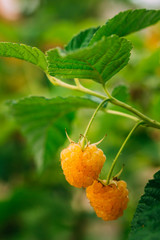 Yellow Golden Raspberries. Growing Organic Berries Closeup. Ripe