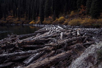 Tree trunks drown in emerald color lake in mountainous area, Kolsay (Kolsai) Lakes National Park, Kazakhstan