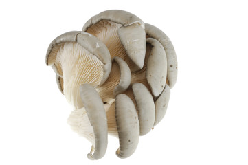 oyster mushroom isolated on white background