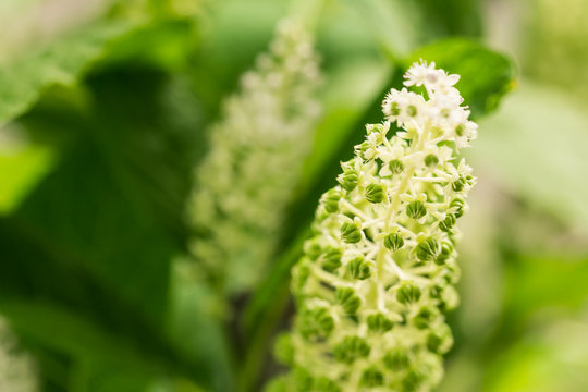 Phytolacca Americana, The American Pokeweed Or Simply Pokeweed W