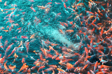 Obraz na płótnie Canvas Colorful Japanese Koi Carp fishes moving in a lovely pond of a g