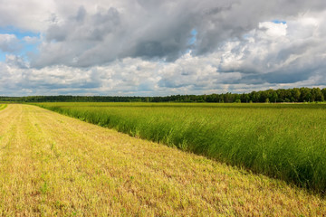 The field of wheat ears under the clear blue sky. Edges of the field leave far for the horizon