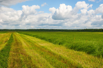 Naklejka premium The field of wheat ears under the clear blue sky. Edges of the field leave far for the horizon