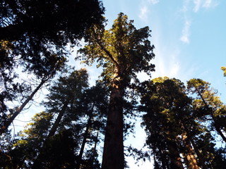 Obraz premium trees and sky