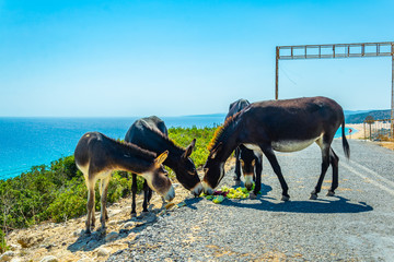 Wild donkeys are waiting at the entrance of Karpaz national park for tourists who give them...