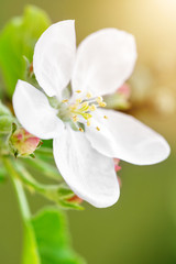 Fototapeta na wymiar Apfelblüte im Frühling, Blütenblatt von einem Apfelbaum Nahaufnahme